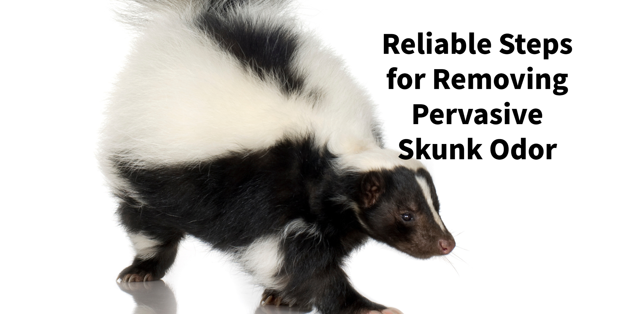 Reliable Steps for Removing Pervasive Skunk Odor